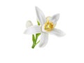 Orange blossom white flower and buds isolated on white Royalty Free Stock Photo