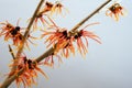 Orange blossoming witch hazel branch, medicinal plant Hamamelis against a gray background with copy space Royalty Free Stock Photo