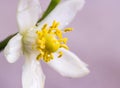 Orange blossoms on branch Royalty Free Stock Photo