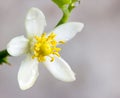 Orange blossoms on branch Royalty Free Stock Photo