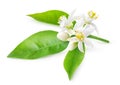 Orange blossoms on a branch Royalty Free Stock Photo