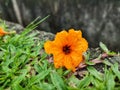 The orange blossoms fell into the grass in the garden Royalty Free Stock Photo