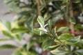 Orange blossoms in the garden of the house Royalty Free Stock Photo