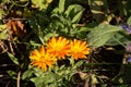 Orange blossoms of a marigold, also called Calendula officinalis or Ringelblume Royalty Free Stock Photo