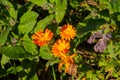 Orange blossoms of a marigold, also called Calendula officinalis or Ringelblume Royalty Free Stock Photo