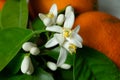 Orange blossoms and oranges ,close-up of the orange blossom Royalty Free Stock Photo