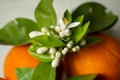 Orange blossoms and oranges ,close-up of the orange blossom Royalty Free Stock Photo