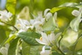 Orange blossoms in spring, azahar Royalty Free Stock Photo