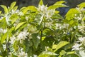 Orange blossoms in spring, azahar Royalty Free Stock Photo