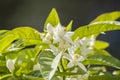 Orange blossoms in spring, azahar Royalty Free Stock Photo