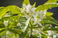 Orange blossoms in spring, azahar Royalty Free Stock Photo