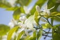 Orange blossoms in spring, azahar Royalty Free Stock Photo