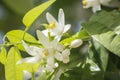 Orange blossoms in spring Royalty Free Stock Photo