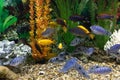 Orange and blue aquarium fish cichlids on background of green and orange algae in aquarium Royalty Free Stock Photo