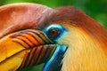 Orange and blue bird head. Knobbed Hornbill, Rhyticeros cassidix, from Sulawesi, Indonesia. Rare exotic bird detail eye portrait. Royalty Free Stock Photo