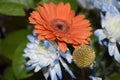 Orange and blue bouquet in nature