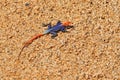 Orange and blue colored lizard, Namibian rock agama, Agama planiceps, male posing on yellow granite rock in typical desert