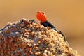 Orange and blue colored lizard, Namibian rock agama, Agama planiceps, male posing on yellow granite rock in typical desert Royalty Free Stock Photo