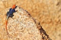 Orange and blue colored lizard, Namibian rock agama, Agama planiceps, male posing on yellow granite rock in typical desert