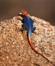 Orange and blue colored lizard, Namibian rock agama, Agama planiceps, male posing on yellow granite rock in typical desert