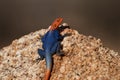 Orange and blue colored lizard, Namibian rock agama, Agama planiceps, male posing on yellow granite rock in typical desert