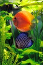 Orange and blue discus fish Royalty Free Stock Photo