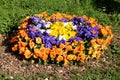 Orange blue white and yellow Wild pansy or Viola tricolor small wild flowers planted in circle in local park surrounded with uncut Royalty Free Stock Photo