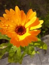 Orange Blume mit Regentropfen