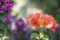 Orange bougainvillea