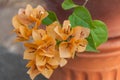 Orange Bougainvillea Royalty Free Stock Photo
