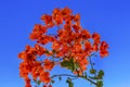 Orange Bougainvillea Blue Sky Bethany Beyond Jordan