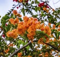 Orange Bougainvillea Easter Island Chile