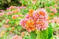 Orange bougainvillea flower Royalty Free Stock Photo