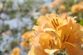 Orange bougainvillea flower