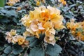 Orange bougainvillea flowers and beautiful green Royalty Free Stock Photo