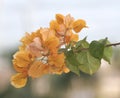 Orange Bougainvillea Flowers with blurred background