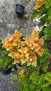 Orange bougainvillea flowers with fresh green leaves.