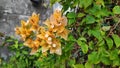 Orange bougainvillea flowers with fresh green leaves.