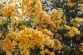 Orange bougainvillea Royalty Free Stock Photo