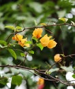 orange Bougainvillea glabra flower Royalty Free Stock Photo