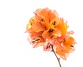 Orange bougainvillea isolated