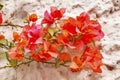 Orange Bougainvillea White Wall San Miguel de Allende Mexico