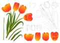Orange Bouquet Tulip. Vector Illustration. Isolated on White Background