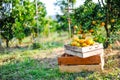 Orange in the box is not stored. And orange in the citrus garden Royalty Free Stock Photo