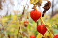 Orange boxes-bells of physalis on a warm autumn day. Physalis alkekengi. Chinese lanterns flower and fruit on stem.