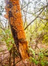 Orange Bracket Fungus