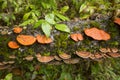 Orange bracket fungus on rotting log in Carrabasset Valley, Main