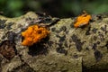 Orange brain fungi