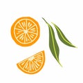 Orange branch. Exotic tropical mandarin citrus fresh fruit, slice juicy tangerine with leaves vector cartoon minimalistic style Royalty Free Stock Photo