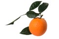 Orange on a branch with leaves Isolated on a white background